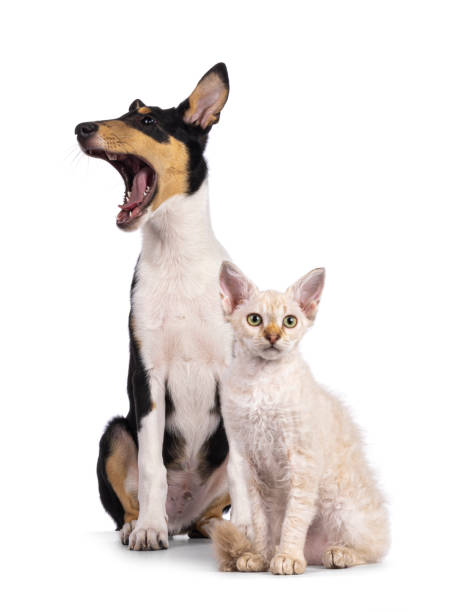 istock Cat and dog on white background 2187319061