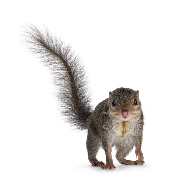 istock Tupaia Belangeri on white background 2187319198