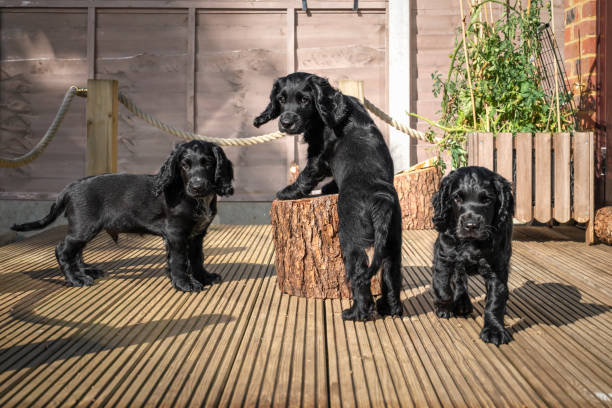 istock Three Black Cocker spaniel puppies in the garden in Surrey 2187319321