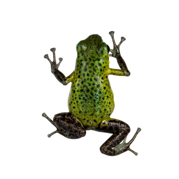 istock Oophaga pumilio Punta Laurel aka Punta Laurent frog on white background 2187319451
