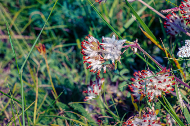 Anthyllis vulneraria. Pulcella, Fabaceae. Wild medicinal plant. In folk medicine as an astringent.