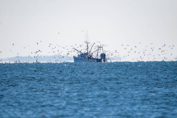istock Fishing Trawler Offshore Surrounded by Birds 2187324098