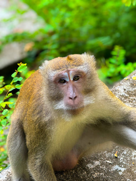 istock Monkeys in Thailand, Southeast Asia 2187324276