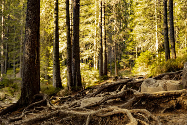 Tree roots on a hiking trail in the park.