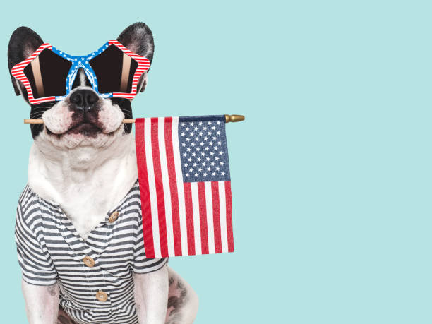istock Charming puppy, sunglasses and American Flag. Studio shot 2187325697