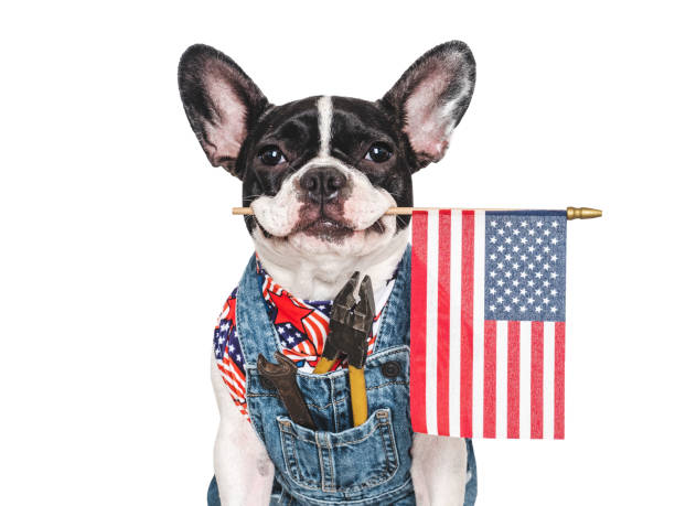 istock Charming puppy and denim overalls. Studio shot 2187325810