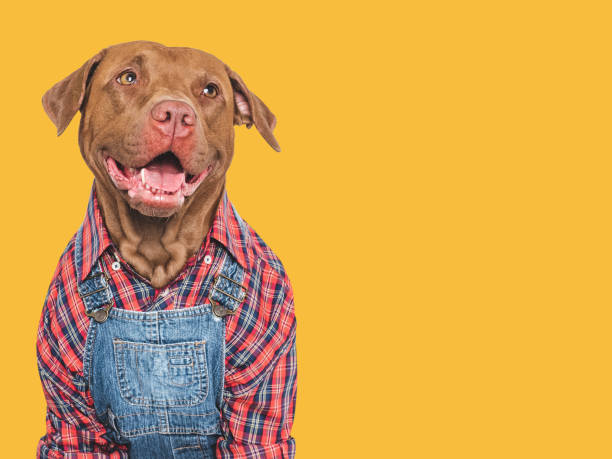 Charming dog and denim overalls. Studio shot
