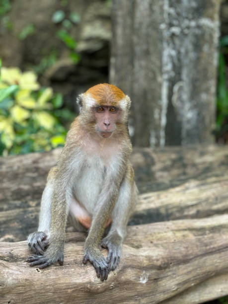 istock Monkeys in Thailand, Southeast Asia 2187325899