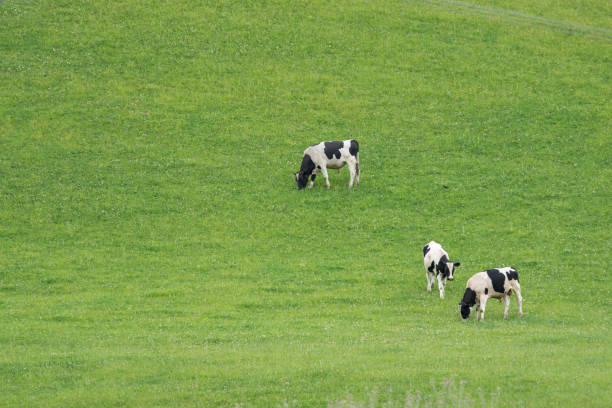 Three black and white cattle in green field in Wallingford New Zealeand.