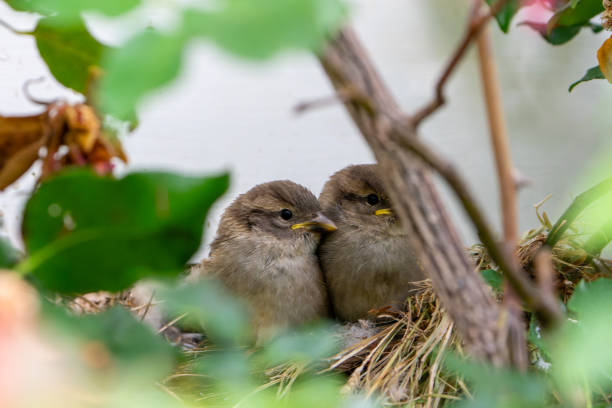 Sparrow chicks sitting up in nest in rose bush at Wallingford New Zealand.