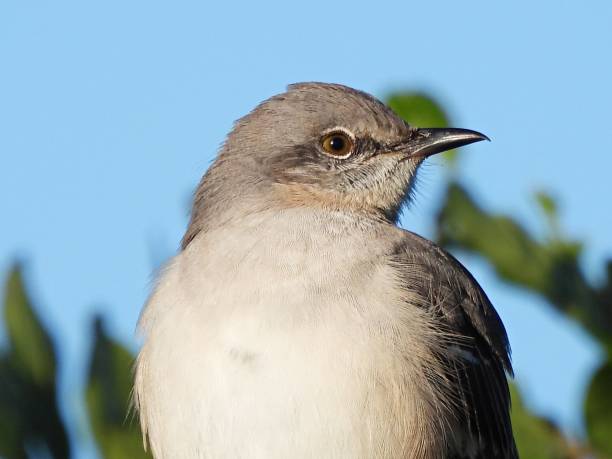 istock Northern Mockingbird (Mimus polyglottos) - profile, portrait 2187329392