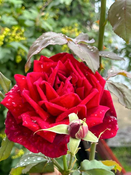 istock red rose bush in the garden 2187331252
