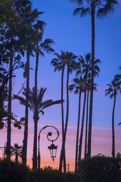 moody sky behind the palm trees at a park in Marrakesh; Marrakesh, Marocco
