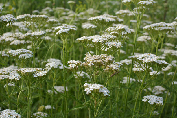 istock Yarrow (Achillea) blooms naturally in the grass 2187332081