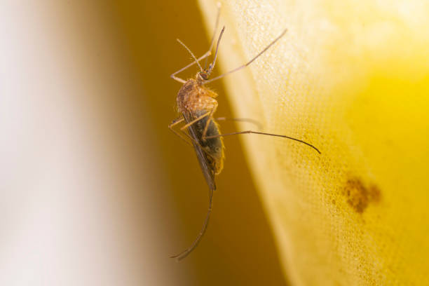 Extreme close up of a mosquito on metallic surface, illuminated in the in the dark.