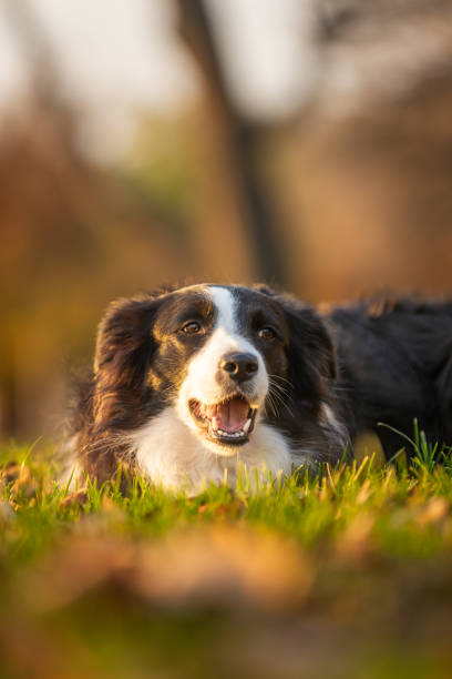 istock Portrait of beautiful border collie. 2187336863
