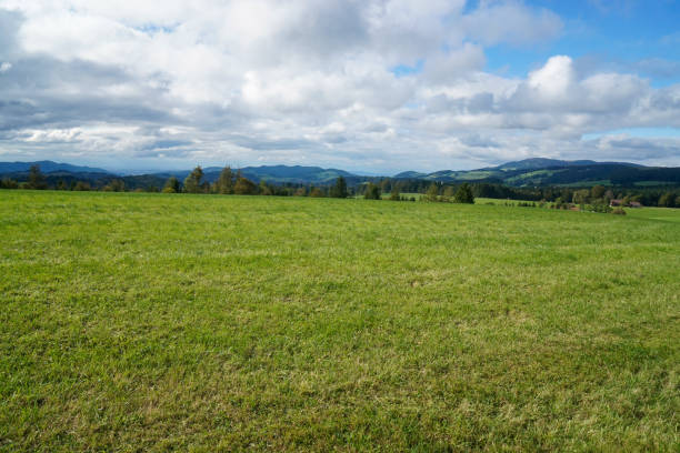 Meadow on an autumn day  in the Black Forest mountains, Germany.