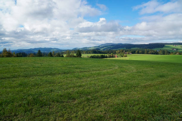 istock Meadow in the Black Forest mountains, Germany. 2187337066