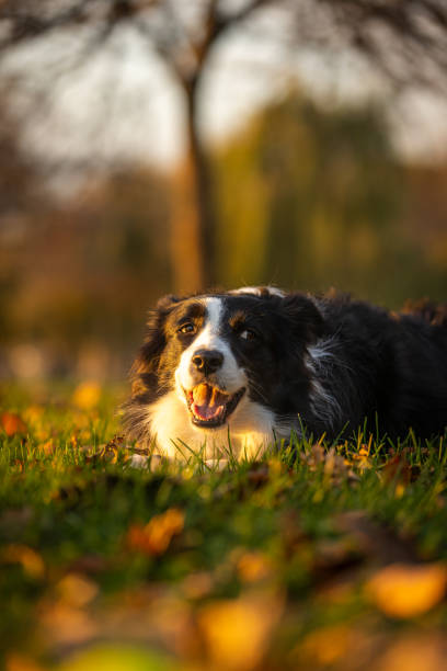 istock Portrait of beautiful border collie. 2187337116