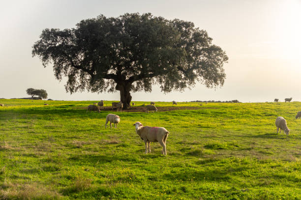 istock Rural Serenity: A Flock of Sheep and a Majestic Oak Tree at Dusk. 2187337842