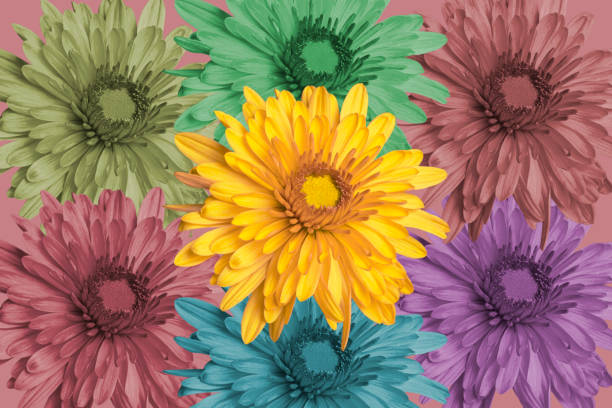 istock collage of colorful chrysanthemums, bright and beautiful 2187342515