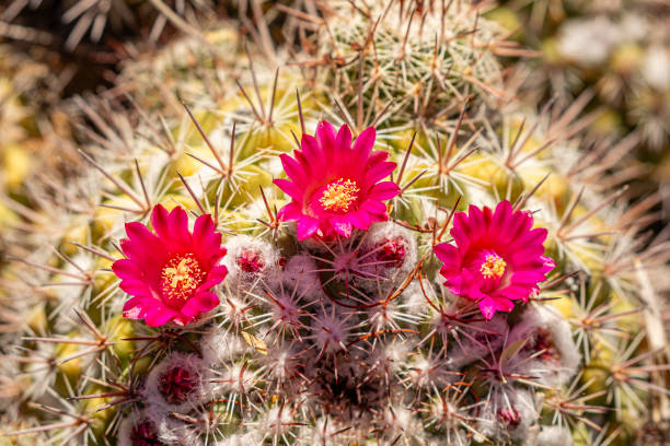 istock Barrel cactus with 3 red flowers 2187345298