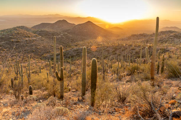 istock Backlit Saguaro cacti looking west from Wasson Peak hike 2187345338