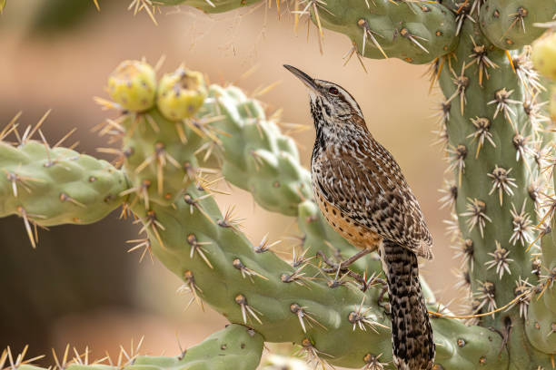 Cactus Wren, Tucson, Arizona, Sonoran Desert, sitting on a cactus with thorns between feet