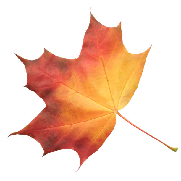 istock A leaf of a maple tree is shown in full color. The leaf is red and has a slightly brownish tint. The leaf is positioned on a white background, which makes the leaf stand out and appear more vibrant 2187345548