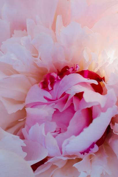istock Pink and white peony petal close up 2187346348