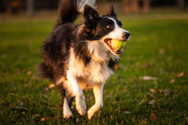 Cute Border Collie invite someone to play with him with a ball. He is doing dog tricks in nature. He is in bow position, that's how dogs communicate.