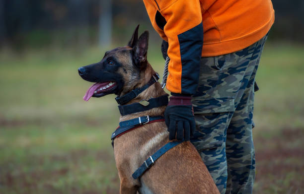 istock Belgian Shepherd Malinois on a leash in the park during training 2187348918