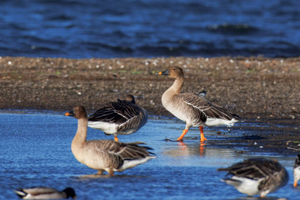 istock A group of bean goose resting in the lake. 2187349025