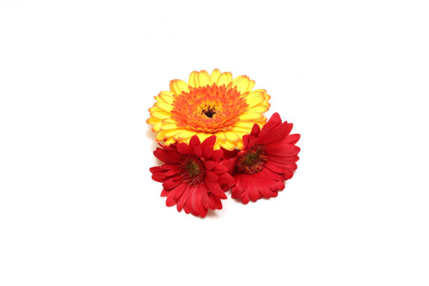 Bouquet of gerbera flower isolated on a white background.