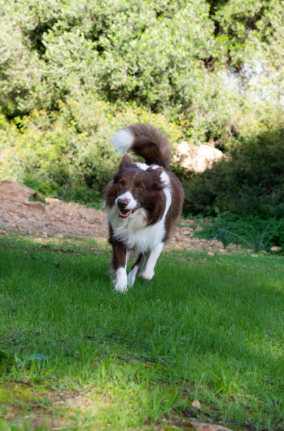 istock Happy border collie running on grass in a sunny day 2187350878