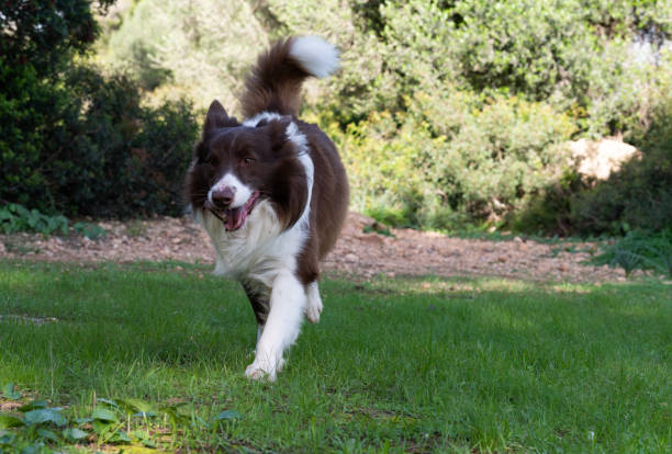 istock Happy border collie running on grass in a park 2187350920