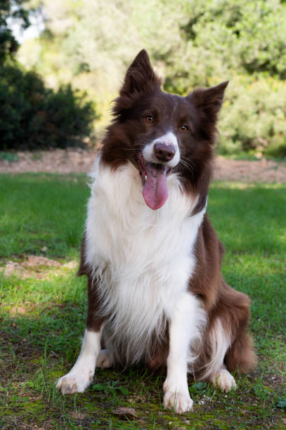 istock Happy border collie dog sitting on grass in park 2187350944