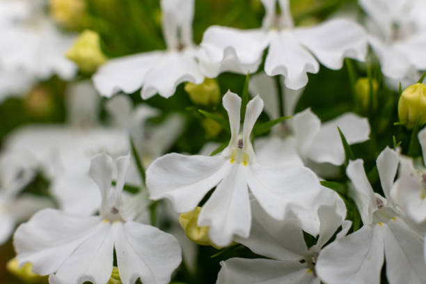 istock Garden lobelia (lobelia erinus) flowers 2187354141