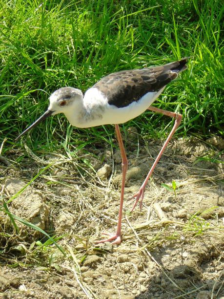 istock A small black and white bird with long legs walking on the grass 2187354168