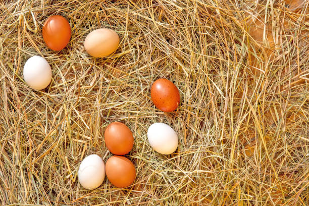 Fresh chicken eggs in the hay nest