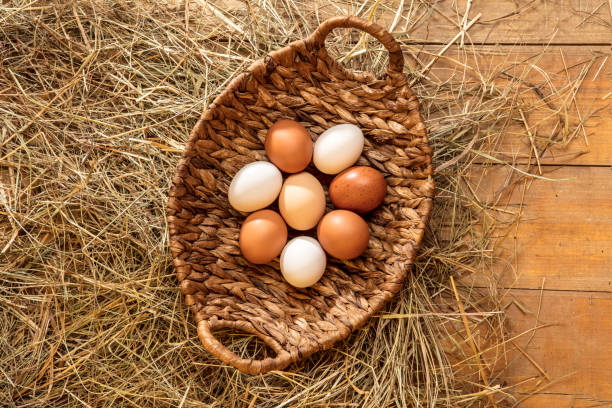 istock Fresh chicken eggs in a basket in the hay 2187355103