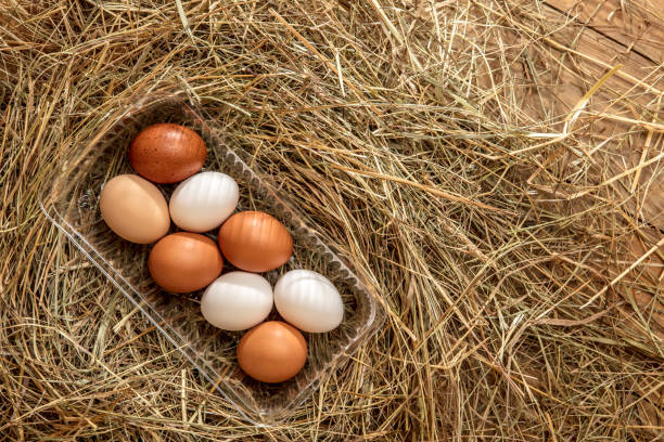 istock Fresh chicken eggs in a plastic tray in the hay 2187355128