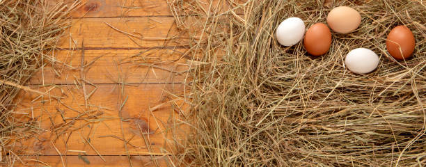 Fresh chicken eggs in the hay nest on a rustic wooden background.