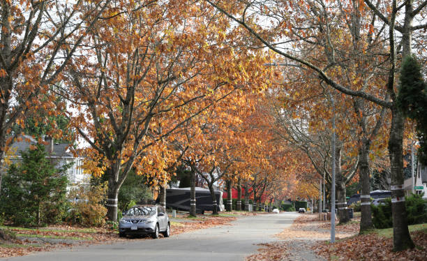 Surrey, Canada - November 5, 2024: Autumn leaves collect on 95th Avenue in the Bel-Air sub-division of the Fleetwood-Tynehead neighbourhood. Overcast morning in Metro Vancouver.