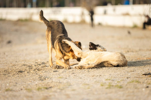 Two stray dogs is enjoying sunshine on the beach.Istanbul - Turkey.