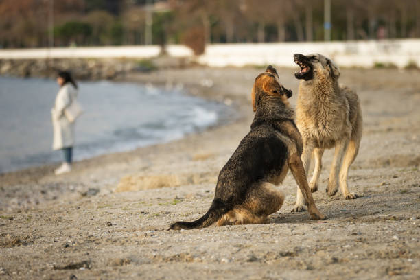 Two stray dogs is enjoying sunshine on the beach.Istanbul - Turkey.