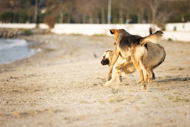 French bulldogs and Chinese farm dogs are happily running and playing in the outdoor yard.