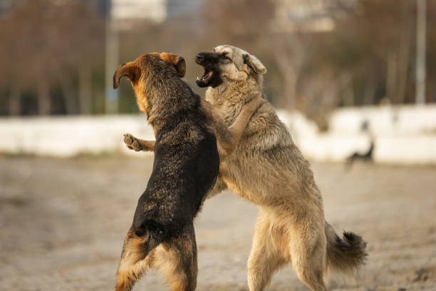 Two stray dogs is enjoying sunshine on the beach.Istanbul - Turkey.