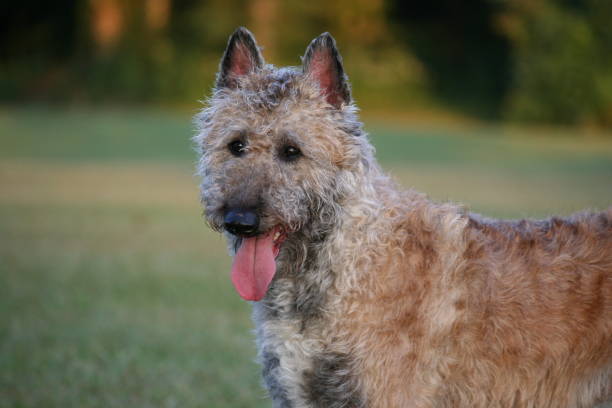 istock Belgian Laekenois headshot 2187356888