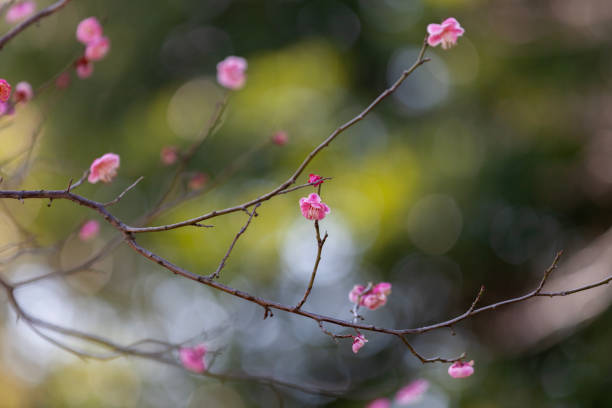 pink plum blossoms in early spring